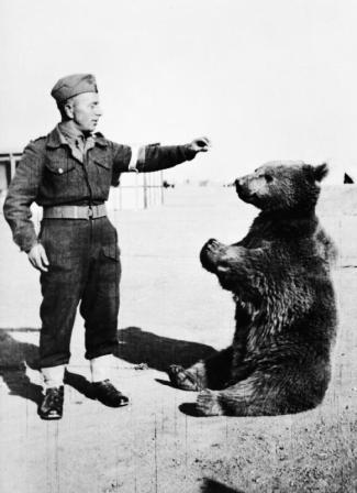 Niedźwiedź Wojtek i polski żołnierz. Zdjęcie za: Wikipedia/domena publiczna oraz Imperial War Museum.