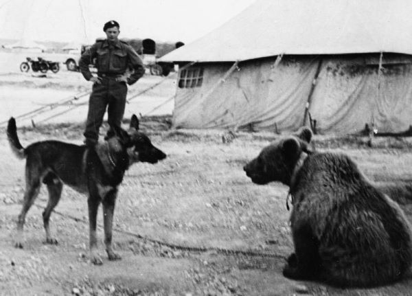 Niedźwiedź Wojtek w obozie polskiej armii w Iranie. Zdjęcie za: Wikipedia/domena publiczna. 